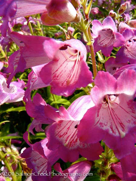 Penstemon Elizabeth Cozzens’