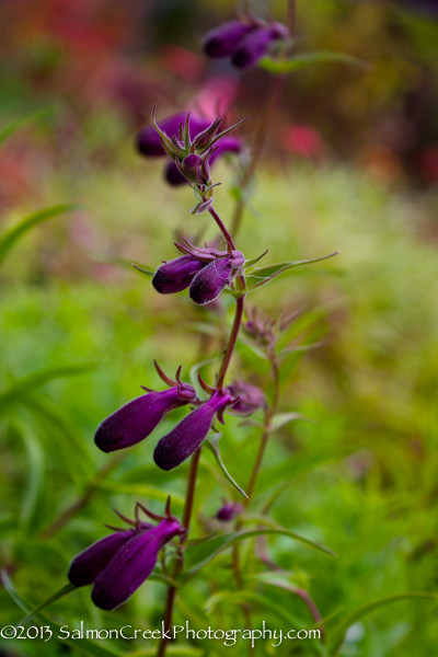 Penstemon x mexicali Pikes Peak Purple