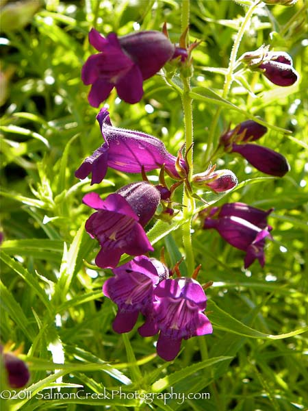 Penstemon x mexicali ‘Pike’s Peak Purple’ at Digging Dog Nursery