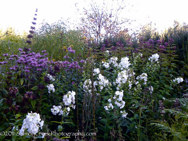 Phlox paniculata ‘Davids Lavender’