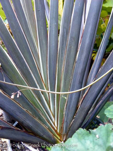 Phormium ‘Ed Carman’