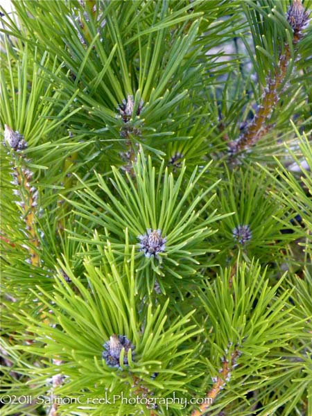Pinus thunbergii var. Mikawa