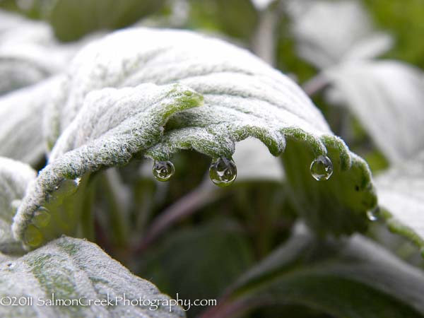 Plectranthus argentatus ‘Longwood Silver’