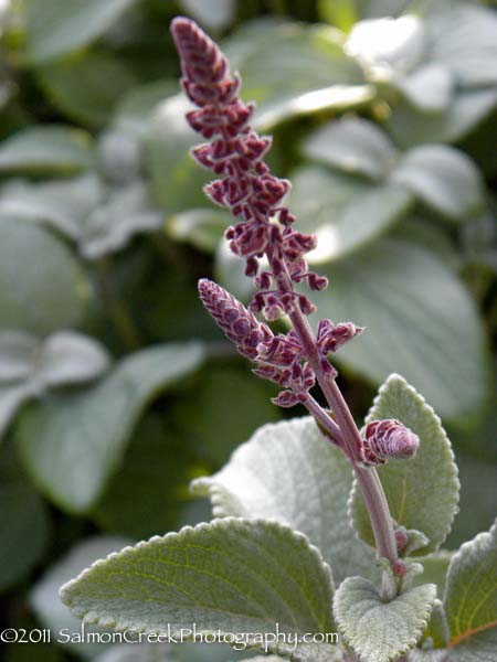 Plectranthus argentatus ‘Longwood Silver’