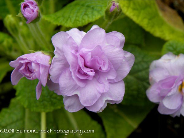 Primula vulgaris Double Lilac