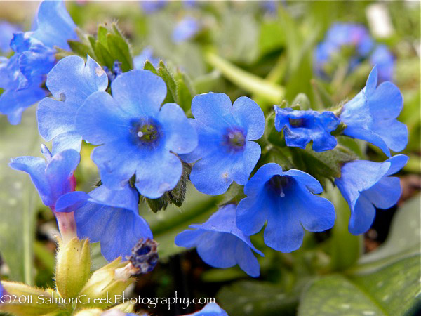 Pulmonaria saccharata 'Silver Streamers' Lungwort