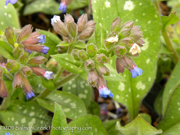 Pulmonaria saccharata Highdown