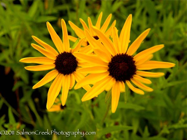 Rudbeckia fulgida speciosa (Newmanii)