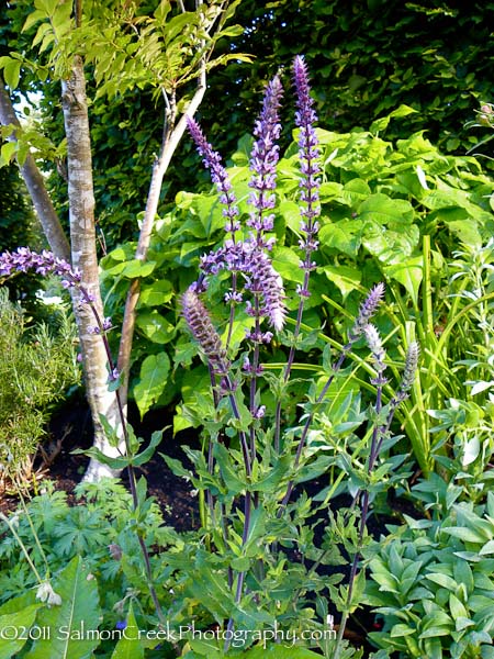 Salvia nemorosa ‘Amethyst’