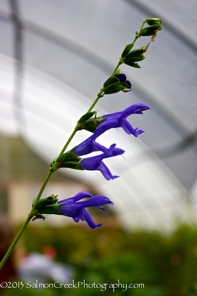 Salvia guaranitica ‘Blue Ensign’
