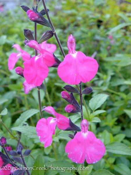 Salvia microphylla Dennis’ Pink