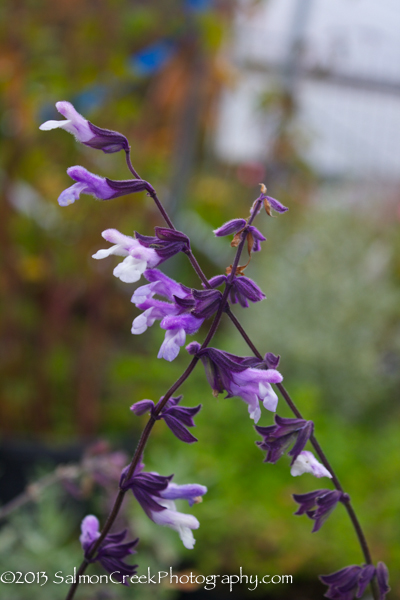 Salvia Phyllis Fancy