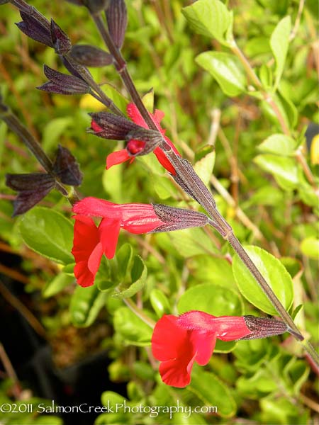 Salvia microphylla x greggii Red Velvet
