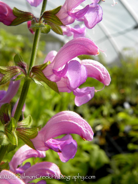 Salvia pratensis ‘Sweet Esmeralda’