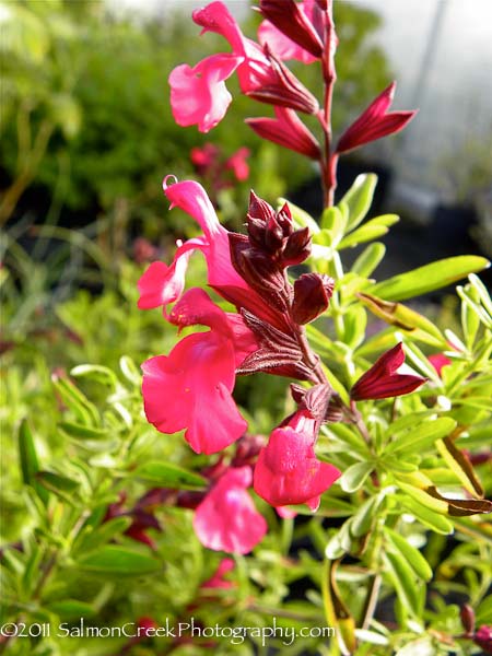 Salvia greggii Wild Thing