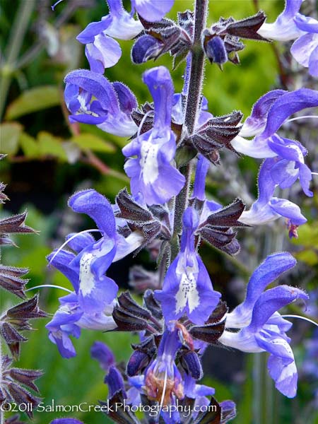 Salvia forsskaolii