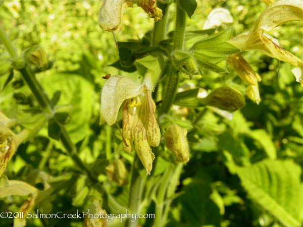 Salvia nubicola