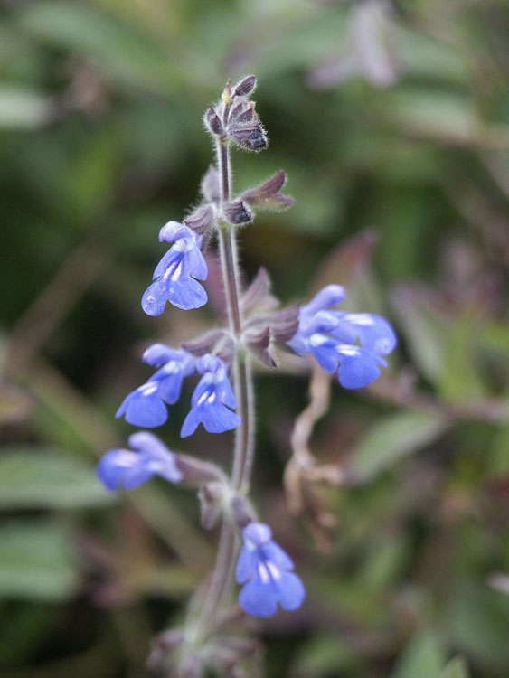 Salvia sinaloensis