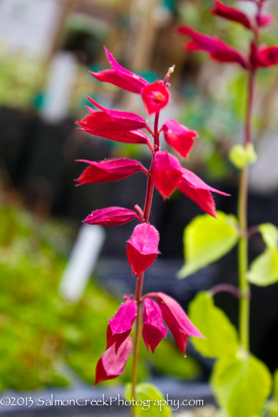 Salvia vanhoutii (Burgundy Form)