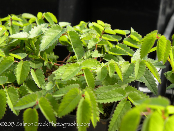 Sanguisorba officinalis ‘Chocolate Tip’