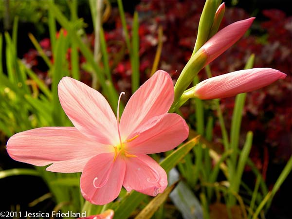 Hesperantha coccinea 'Jennifer