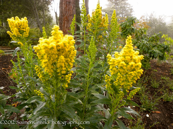 Solidago rugosa Fireworks