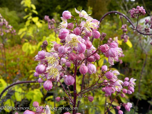 Thalictrum Elin