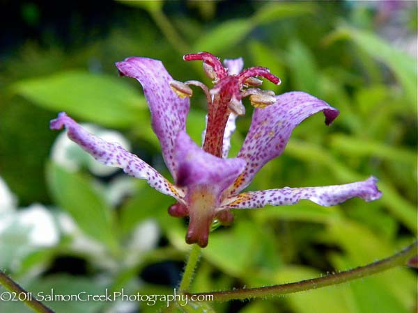 Tricyrtis formosana ‘Samurai’