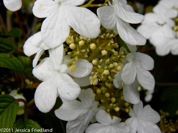 Viburnum plicatum f tomentosum Summer Snowflake