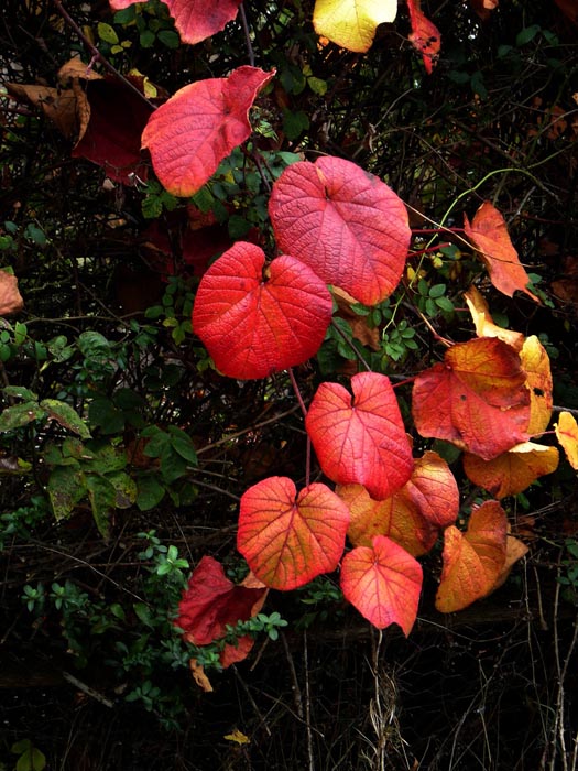 Vitis coignetiae