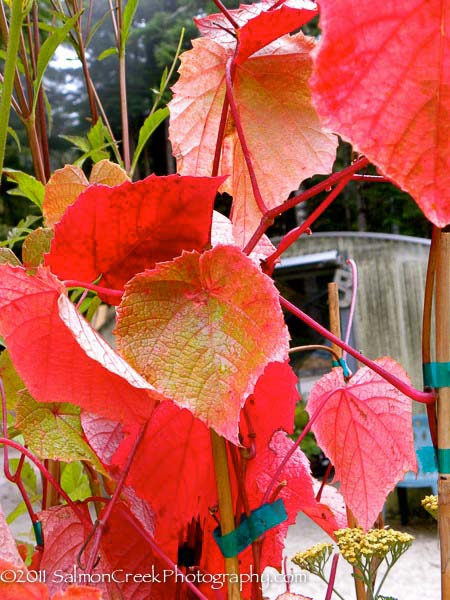 Vitis coignetiae