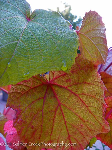 Vitis coignetiae