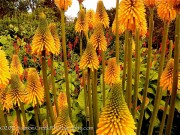 <i>Kniphofia galpinii</i> ‘Orange Flame’