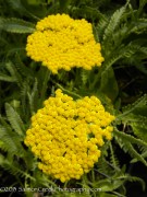 <i>Achillea</i> x ‘Coronation Gold’