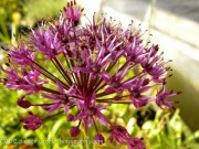<i>Allium hollandicum</i> ‘Purple Sensation’