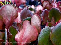 <i>Bergenia</i> ‘Bressingham Ruby’