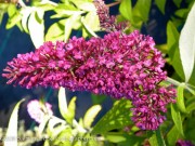 <i>Buddleja davidii</i> 'Summer Beauty'