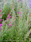 <i>Calluna vulgaris</i> ‘Corbett’s Red’