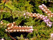 <i>Calluna vulgaris</i> 'Sister Anne'