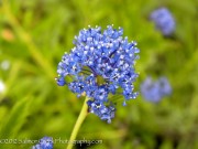 <i>Ceanothus</i> 'Concha'