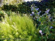 <i>Ceanothus</i> x <i>delileanus</i> 'Gloire de Versailles'