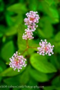 <i>Ceanothus</i> x <i>pallidus</i> 'Marie Simon'