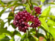 <i>Cestrum</i> 'Newellii'