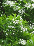 <i>Chionanthus retusus</i>