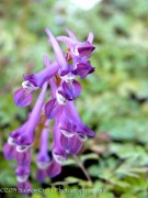 <i>Corydalis</i> ‘Blackberry Wine’