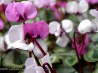 <i>Cyclamen coum</i>