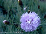 <i>Dianthus</i> ‘Gloriosa’