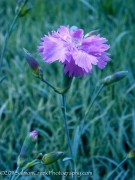 <i>Dianthus</i> ‘Mendlesham Frilly’