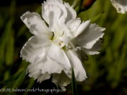 <i>Dianthus</i> ‘Mendlesham Maid’