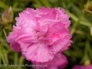 <i>Dianthus</i> ‘Oakington’